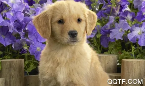 ���﷭������׿���ֻ���