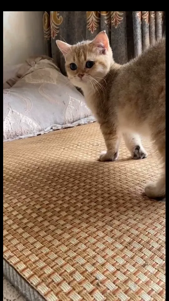 ��ֻ����v2.3.0 ��׿���ͼ