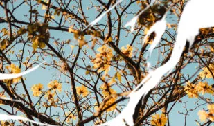 īƬ2026�ٷ�����