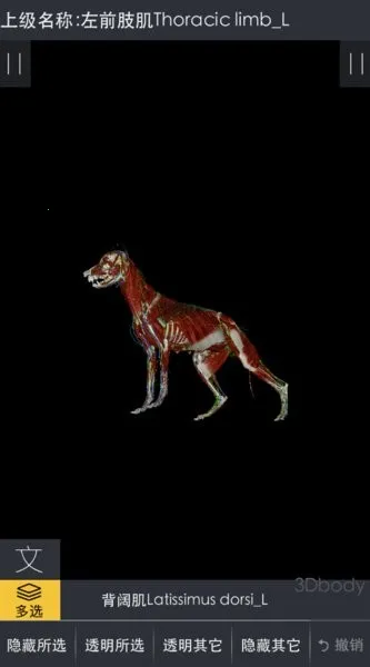 3dbody����app�������