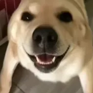 �󹷽���Ϸ������ư�v1.1 �ֻ���