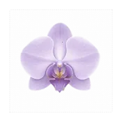 ����Morchidv1.4.18 ��Ѱ�